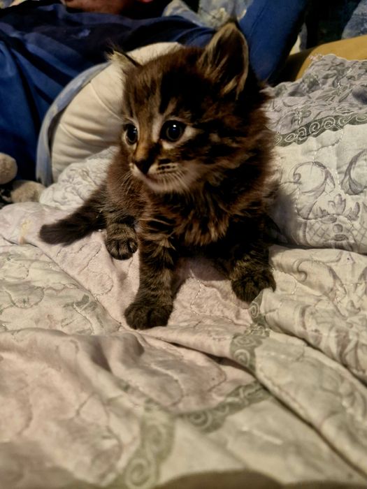 Котята ангелочки
