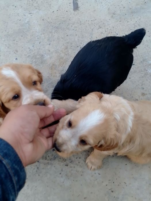 Продается щенки русский спанель