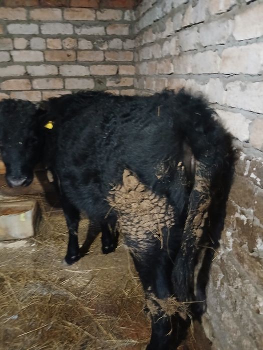 Тёлка на откорме