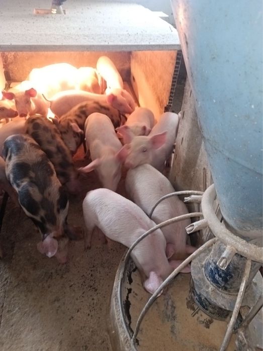 Отбити малки прасета