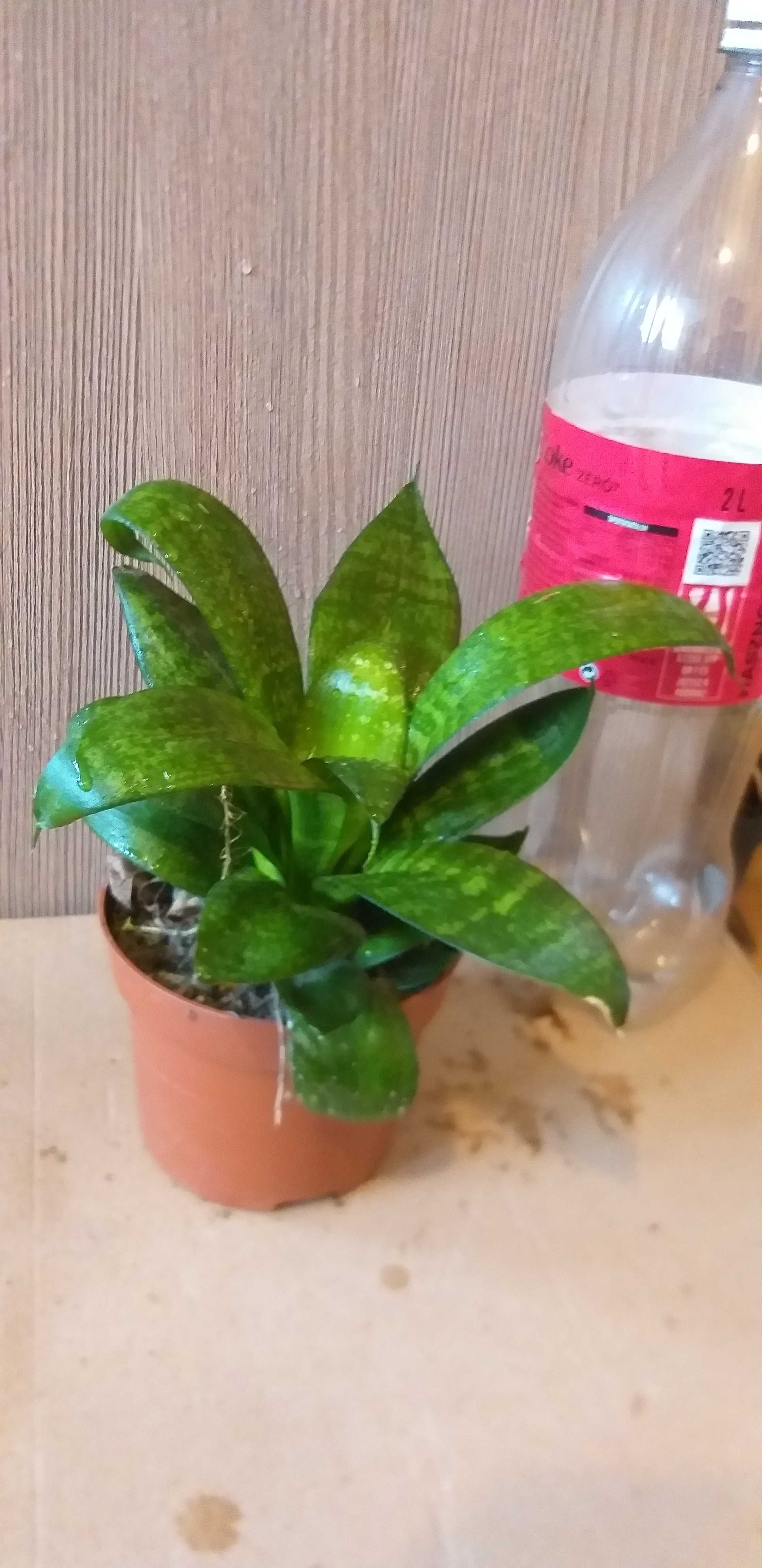 Vand plante de interior