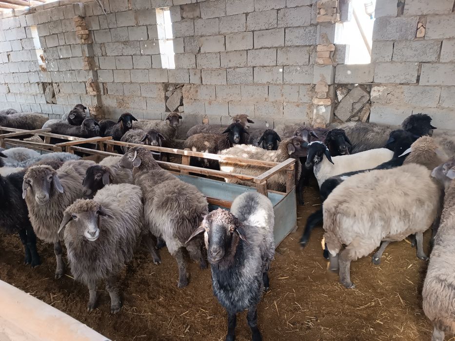 Қўй, эчки ва улоқлар сотилади. Боқилган