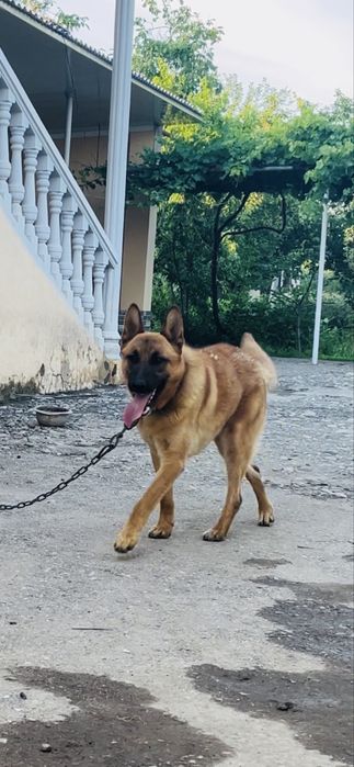 Малинуа гибрид сотилади