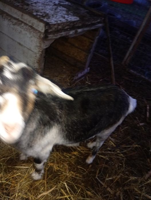 Vând 5 capre gestante