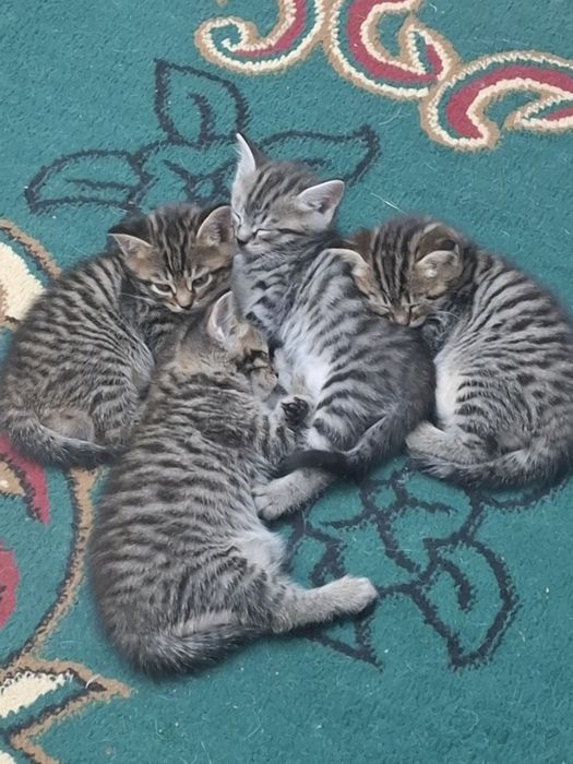 Отдам шотландских котят даром