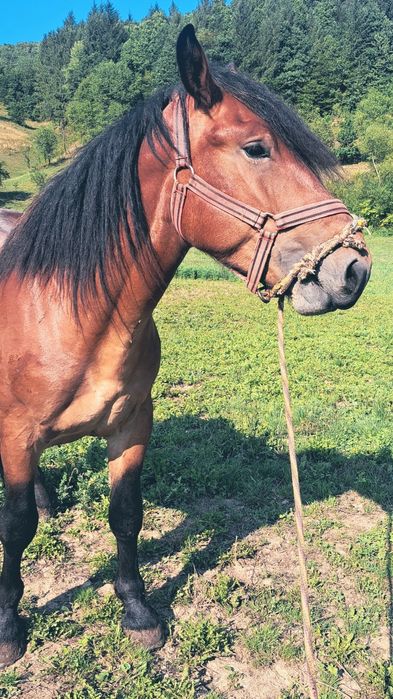 Manz ne castrat [armasar] mazu are 2 ani și jumate