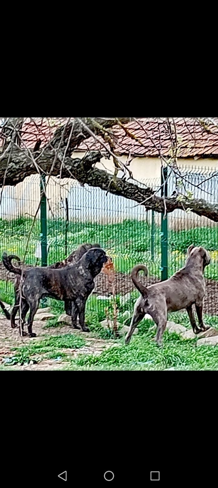 Малко мъжко тигрово Кане корсп
