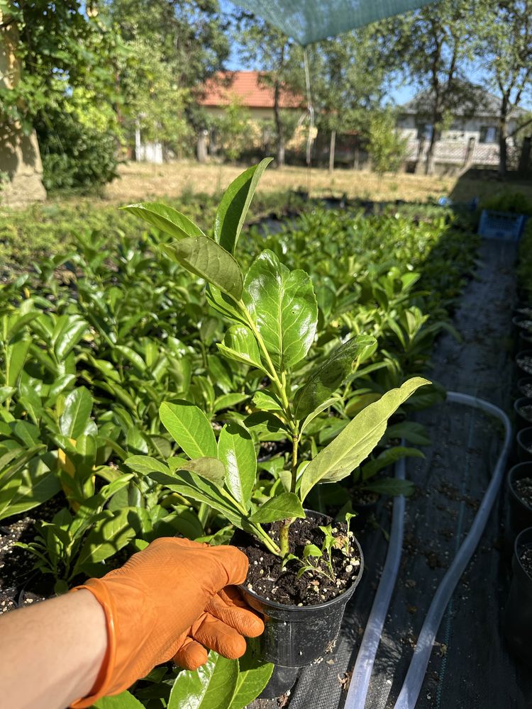 Laur englezesc, prunus laurocerasus, plante ornamentale, leylandi,