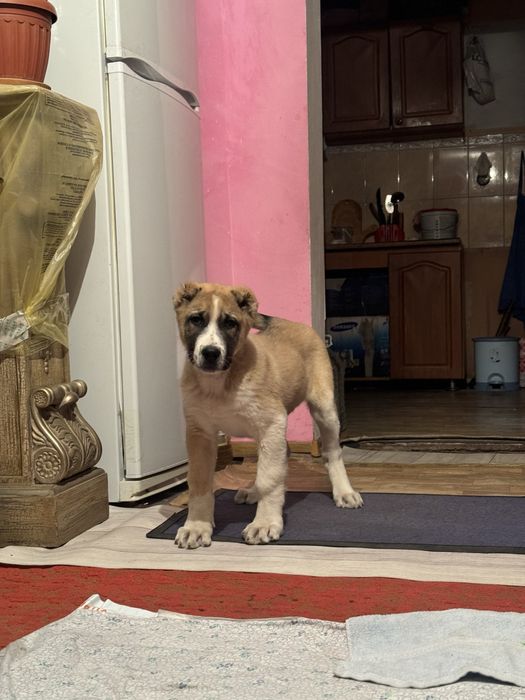 Алабай(СредиАзиат)