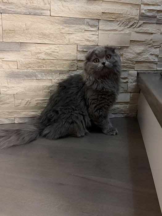 Motanel scottish fold long hair