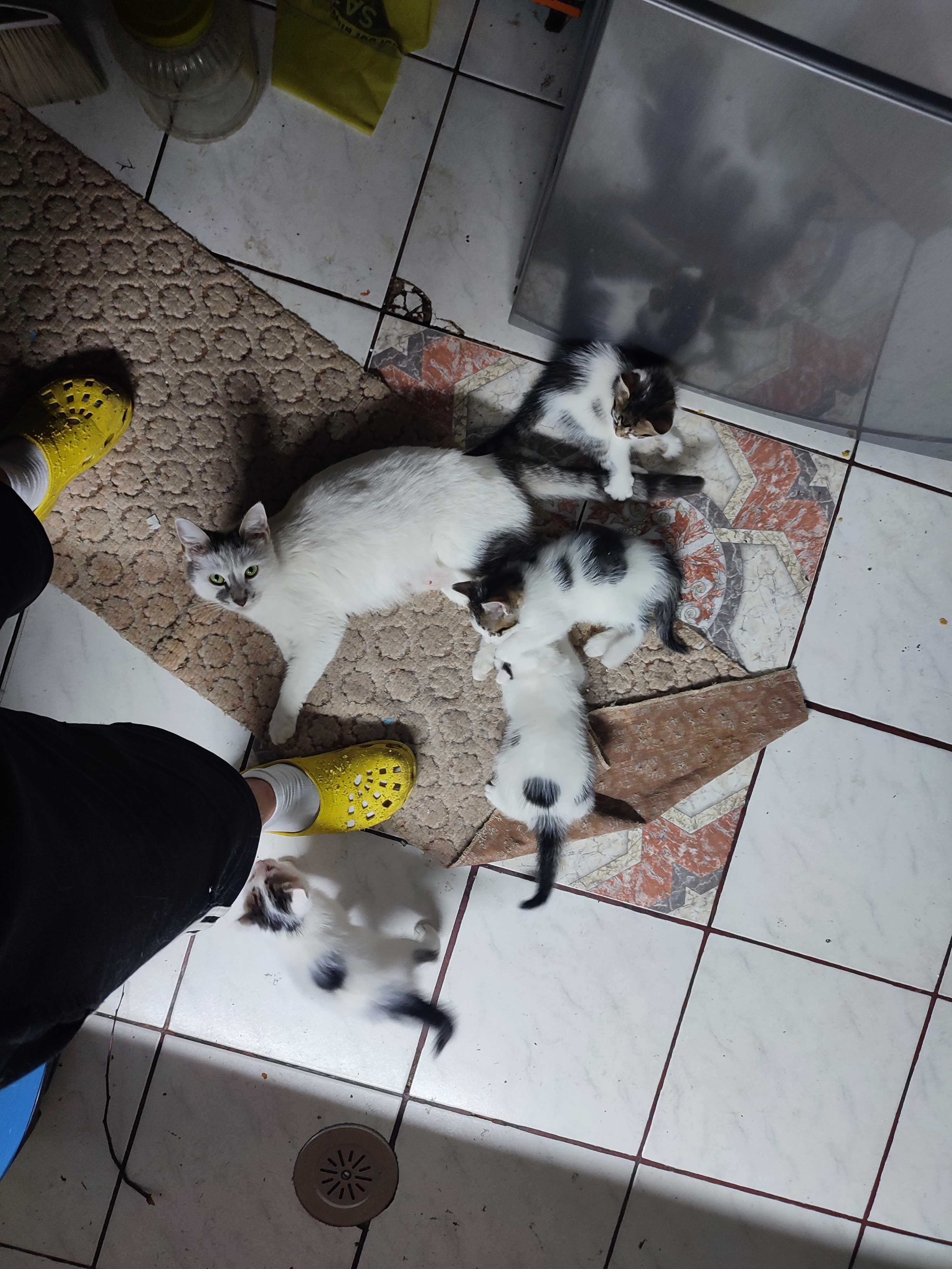 Ofer spre adopie pui pisica