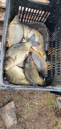 Шарани 2-3 кг. От място или доставка