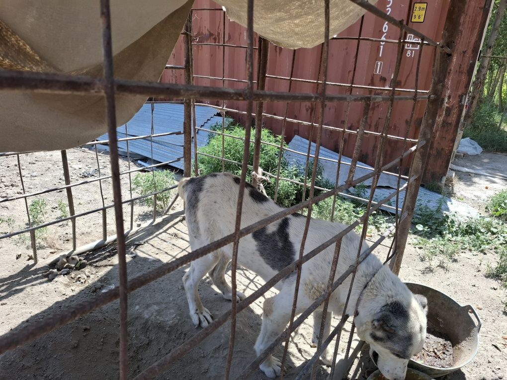 Алабай ит  сотилади