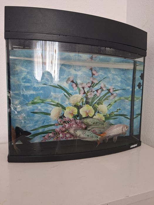 Acvariu cu pești si filtru
