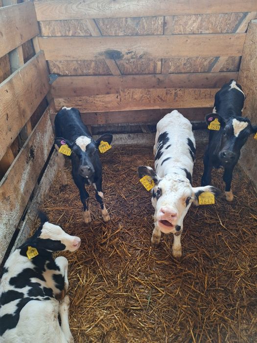 Vând tăurași intracati!!