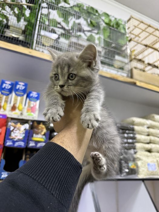 Скотиш страйт. Киз бола.