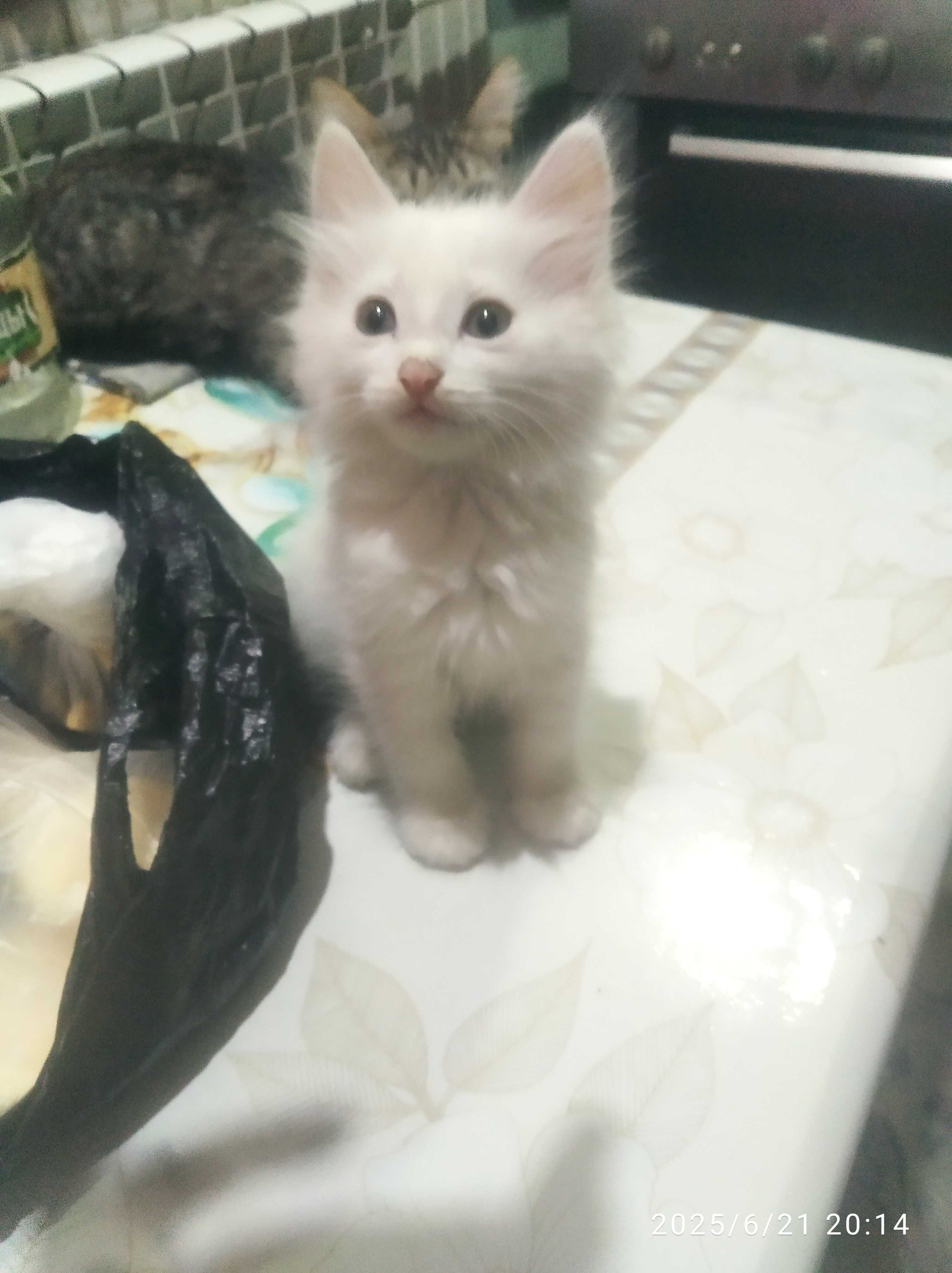 Отдам Котят в добрые руки.