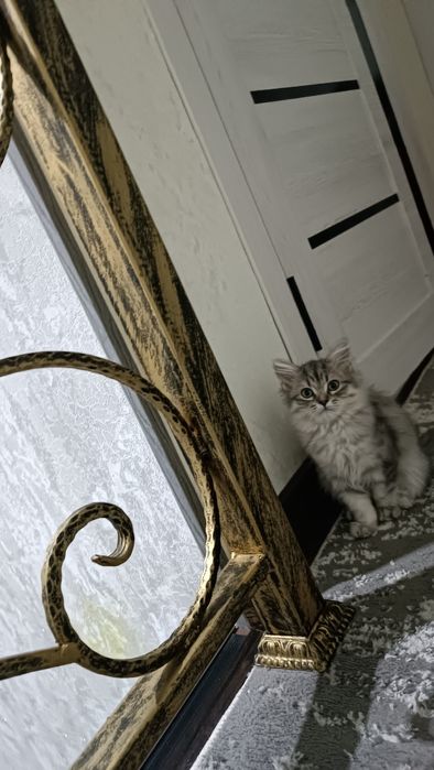 Продается катята девушка