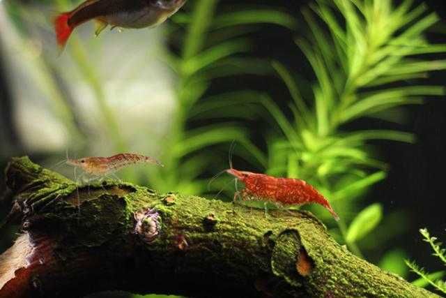 Креветки- вишни.