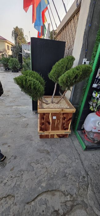 Газон дарахд арезка