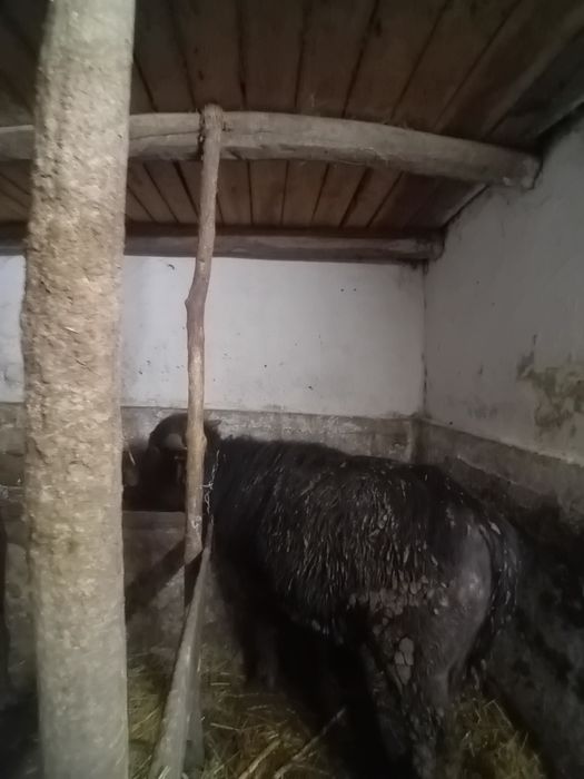 Vând vițel de bivolita