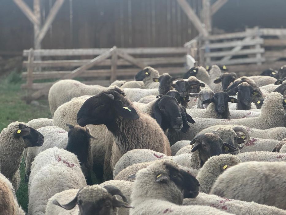 Vând 50 de oi,și 2 berbeci