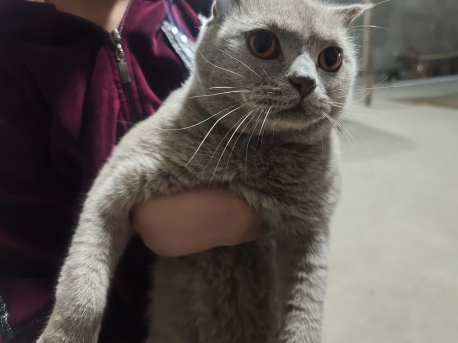 Продается кот мальчик