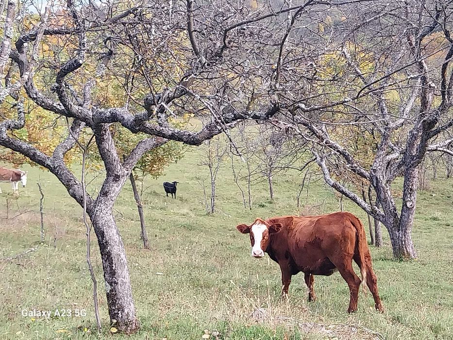Vând 2 juninci gestante metis Angus mama cu pedigri