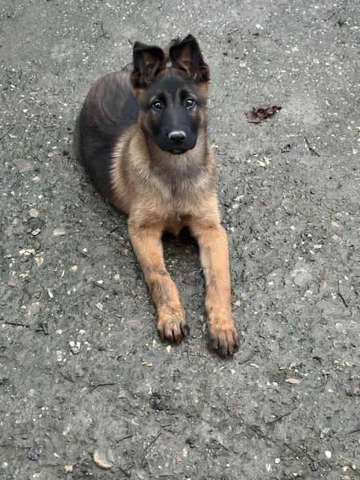 Белгииска овчарка Малиноа