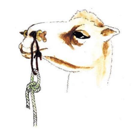 Түйеге мұрындықтар