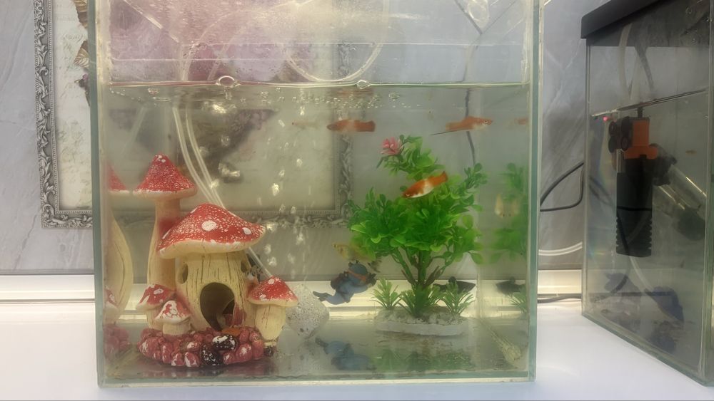 Продам аквариум с рыбками