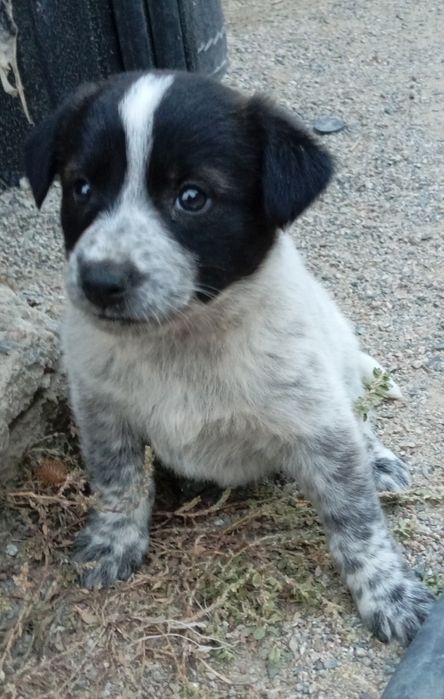 Девочка в хорошие руки