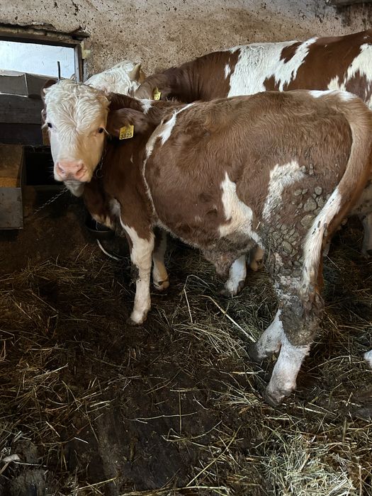 Vând tăuras baltata romaneasca