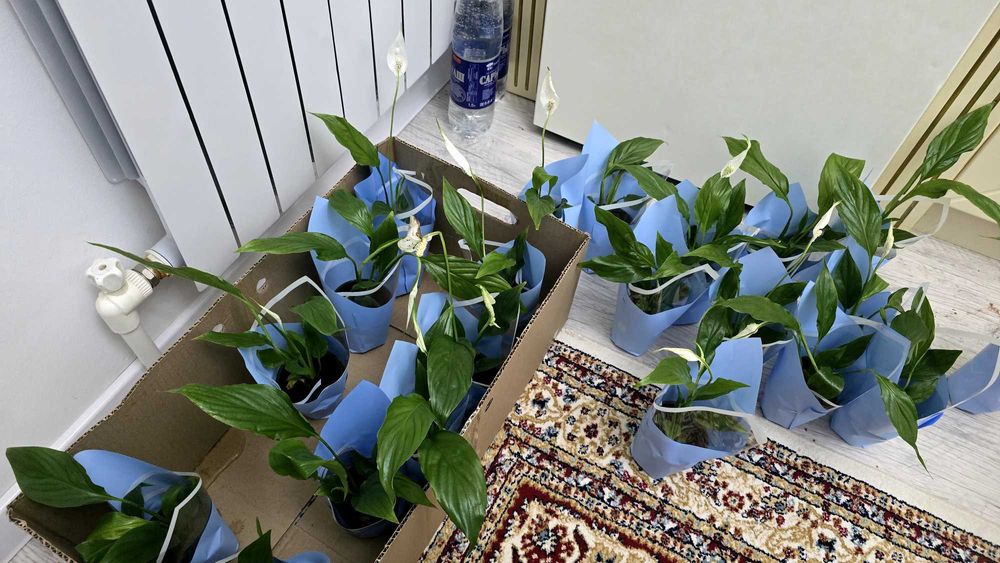 Продам цветы . Женское счастье