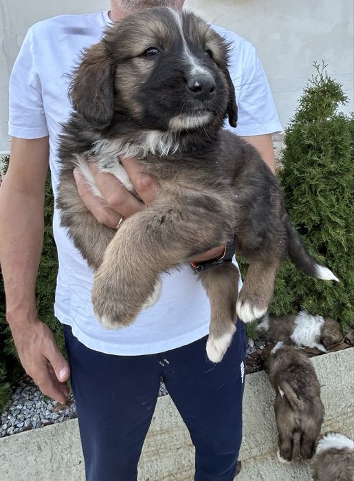 Малки кученца Каракачанки БОК