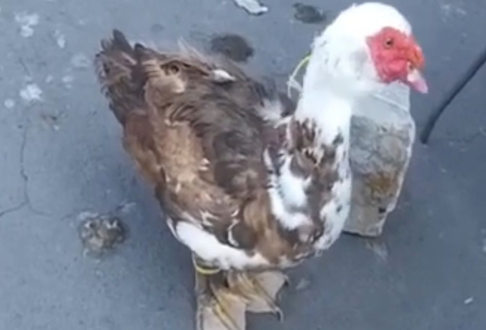 Индоутка сатылады 1 калган