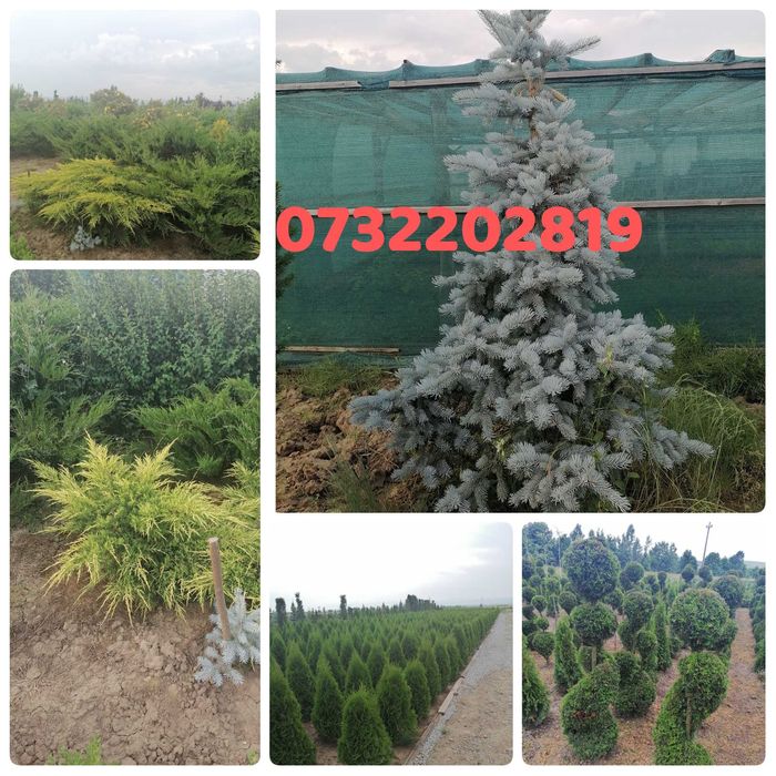 Tuia leylandi, smarald, mesteacăn, tei, stejar paltin