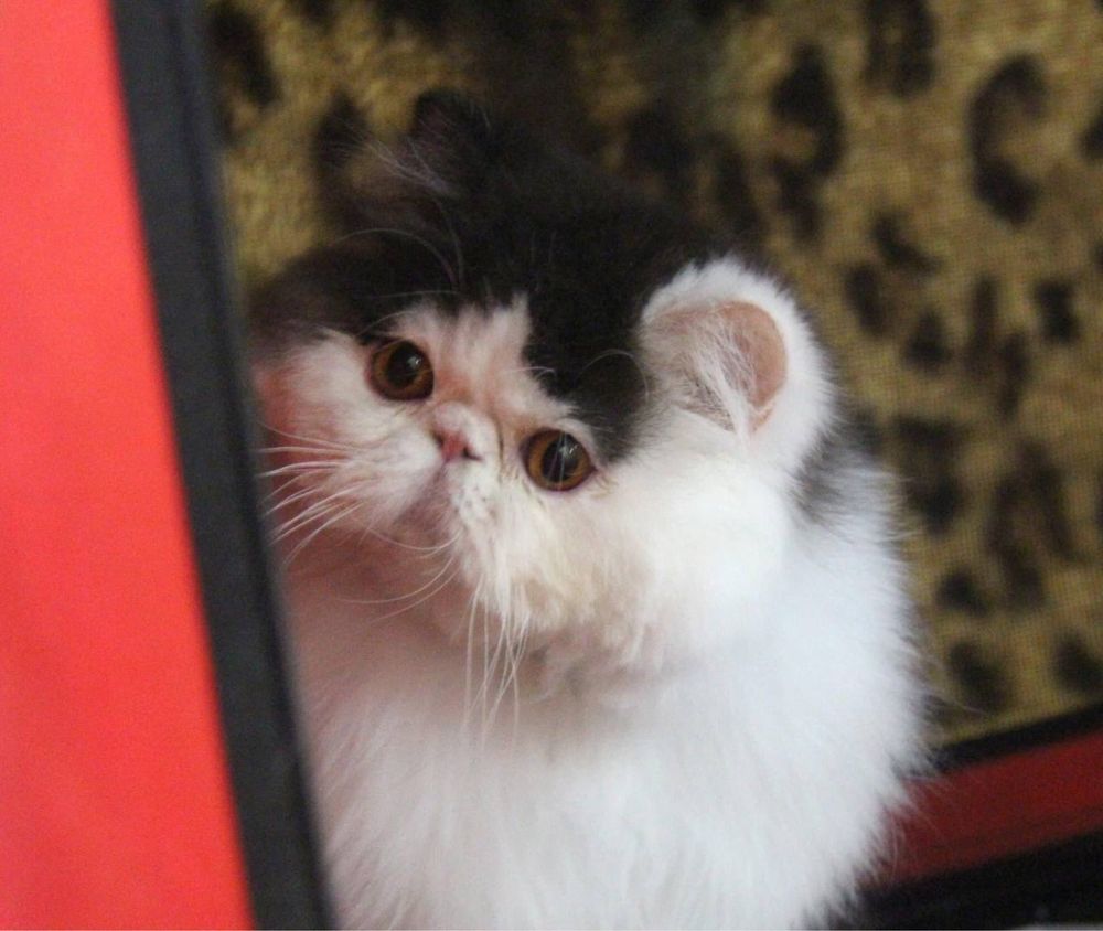 Вязка персидский кот