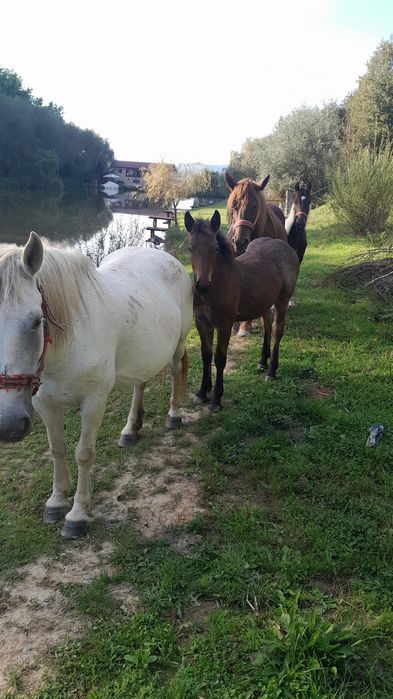 Iepe și mânji de vânzare