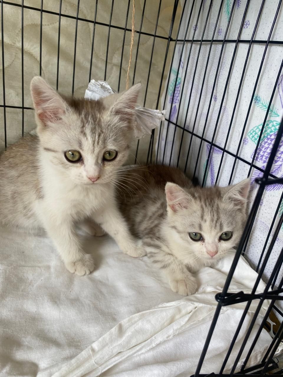 Котята девочки в очень ответственные руки