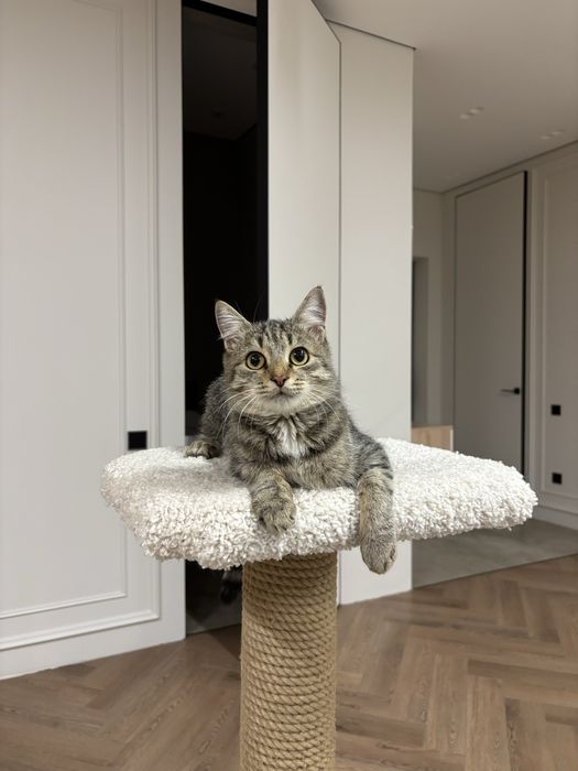 Котик кот очень ласковый  здоровый добрый чистый ищет дом