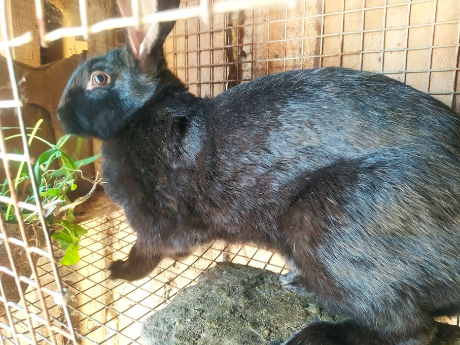 Кролики             .