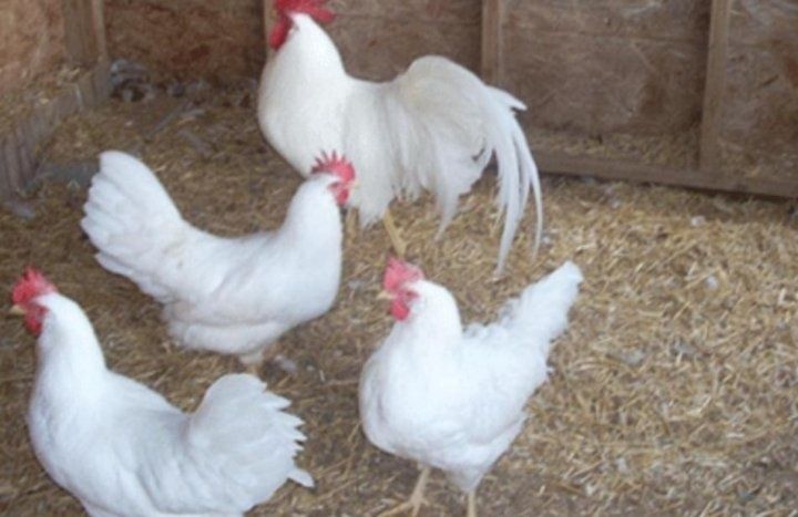 Куры несушки несуться очень хорошо