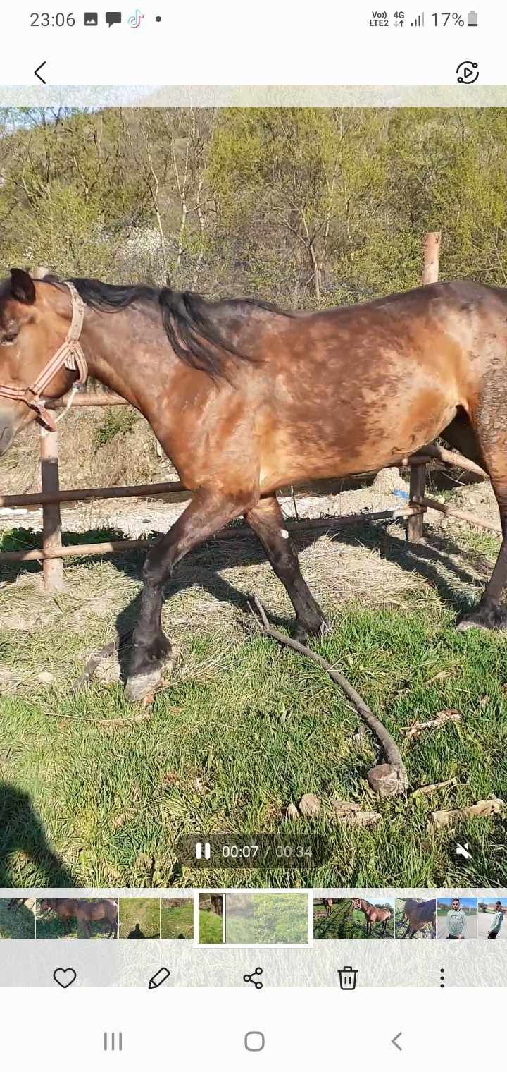 Iapa de 8 ani  vorte bună de ucru