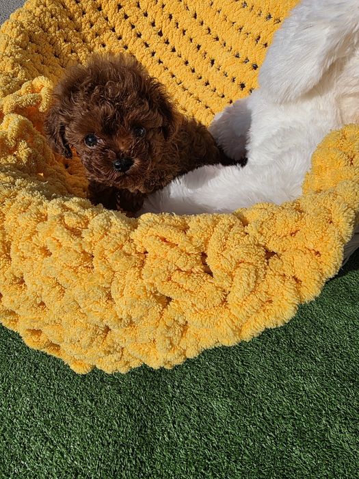 Резервиран !Тийкъп момче/ Tea cup/ с документ за произход