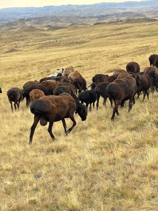 Семіз ту қой сатылады