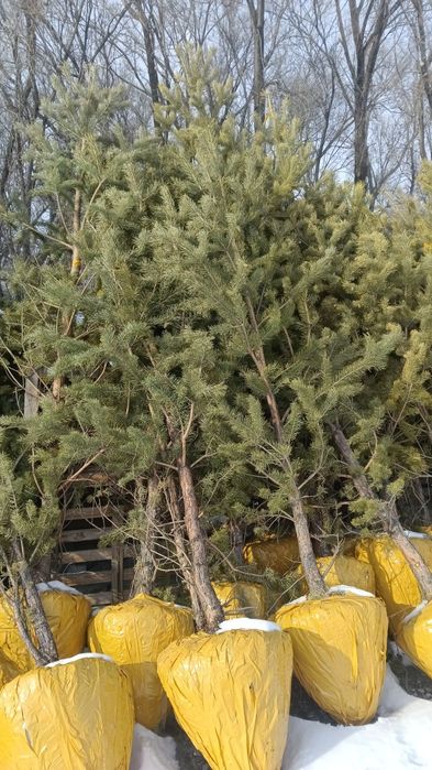 Обычные сосны для дома