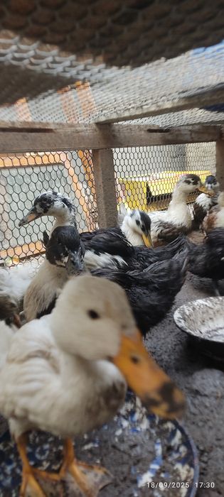 Oʻrdaklar sotiladi narxi 50ming kelishiladi soni 13 ta yoshi 3-4 oylik