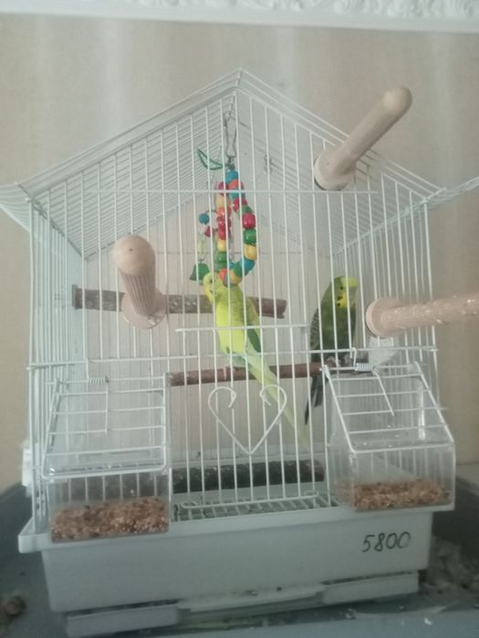 Продам попугайчиков