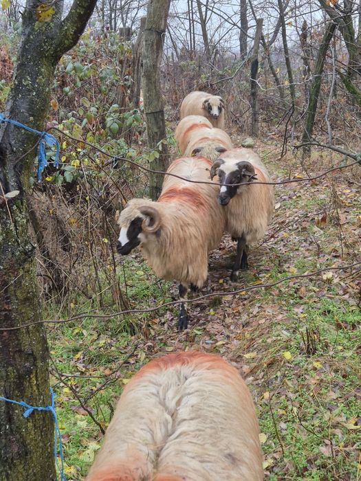 Vand oi breze detalii la telefon